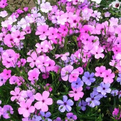 Вискария глазковая Румба Вискария глазковая Румба фото