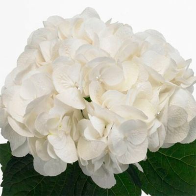 Гортензия крупнолистная Шакира Гортензия крупнолистная Шакира - Dolina-Sad.Ru