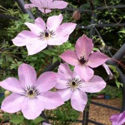 Клематис Фэйридаст - Dolina-Sad.Ru