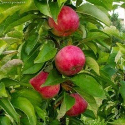 Яблоня Колоновидная Васюган/Летняя Яблоня Колоновидная Васюган/Летняя фото