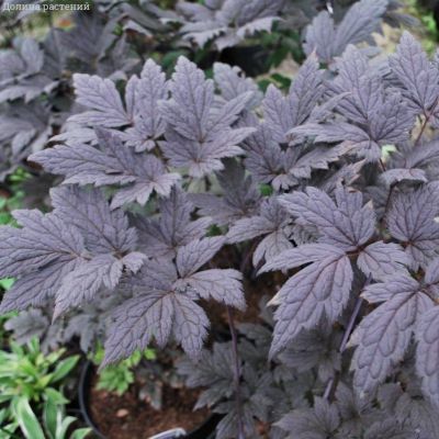 Воронец простой Пинк Спайк - Dolina-Sad.Ru