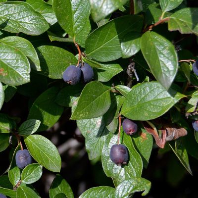 Кизильник блестящий, С2 - Dolina-Sad.Ru