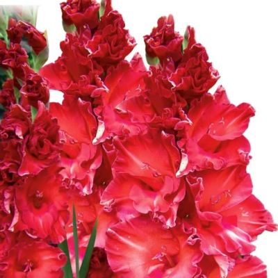 Гладиолус Бимбо Гладиолус Бимбо фото