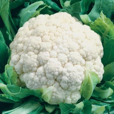 Капуста цветная Старгейт F1 (Голландия) Капуста цветная Старгейт F1 (Голландия) фото