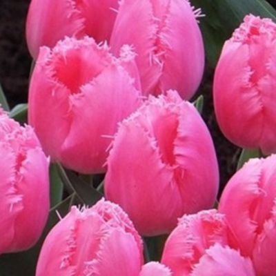 Тюльпан Кашарэль Тюльпан Кашарэль фото