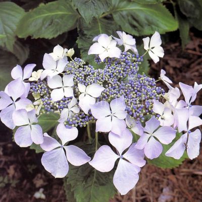Гортензия крупнолистная Мариесии Грандифлора Гортензия крупнолистная Мариесии Грандифлора - Dolina-Sad.Ru
