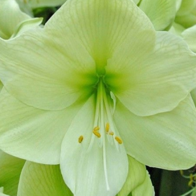 Амариллис Луна Амариллис Луна фото