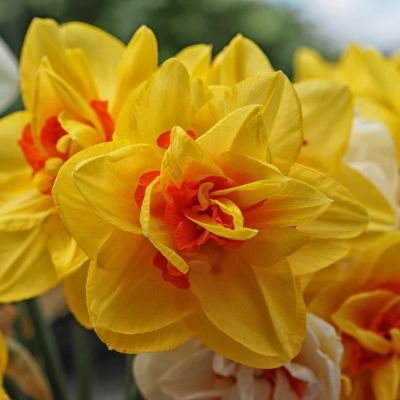 Нарцисс Инноватор Нарцисс Инноватор фото