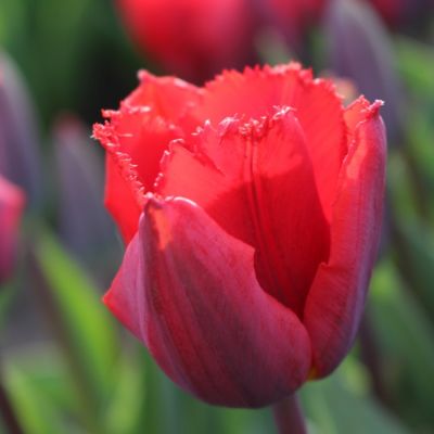 Тюльпан Арма Тюльпан Арма - Dolina-Sad.Ru