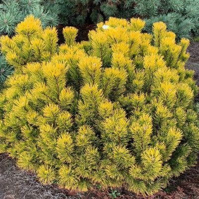 Сосна горная Карстенс Винтерголд Сосна горная Карстенс Винтерголд фото