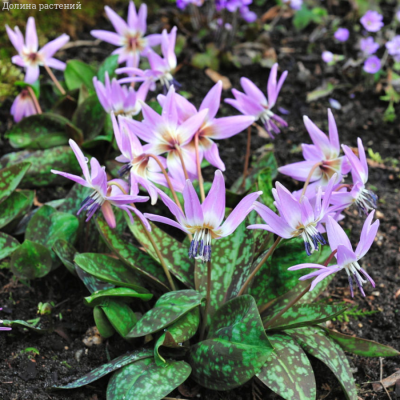 Эритрониум Денс Канис Эритрониум Денс Канис - Dolina-Sad.Ru