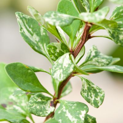 Барбарис Тунберга Паувау Барбарис Тунберга Паувау - Dolina-Sad.Ru