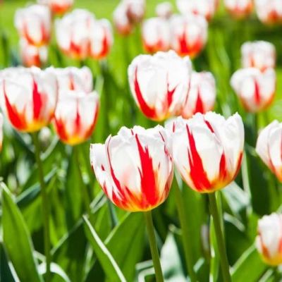 Тюльпан Дженерейшн Тюльпан Дженерейшн фото