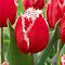 Тюльпан Нью Санта Тюльпан Нью Санта фото