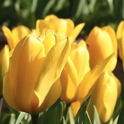 Тюльпан Кандела Тюльпан Кандела - Dolina-Sad.Ru