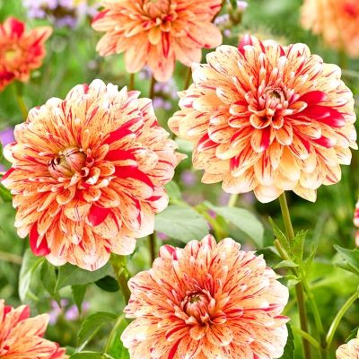 Георгина Стрипд Нагано Георгина Стрипд Нагано - Dolina-Sad.Ru