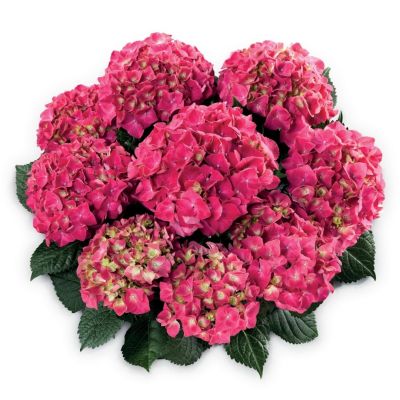 Гортензия крупнолистная Спиди Ред Импрувд Гортензия крупнолистная Спиди Ред Импрувд - Dolina-Sad.Ru