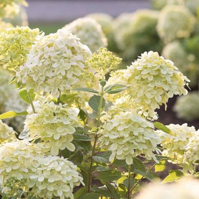 Гортензия метельчатая Литл Пассион Гортензия метельчатая Литл Пассион - Dolina-Sad.Ru