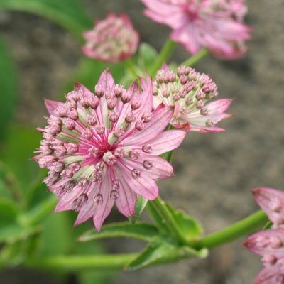 Астранция крупная Пинк Прайд Астранция крупная Пинк Прайд - Dolina-Sad.Ru