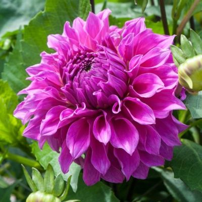 Георгина Элма Элизабет Георгина Элма Элизабет - Dolina-Sad.Ru