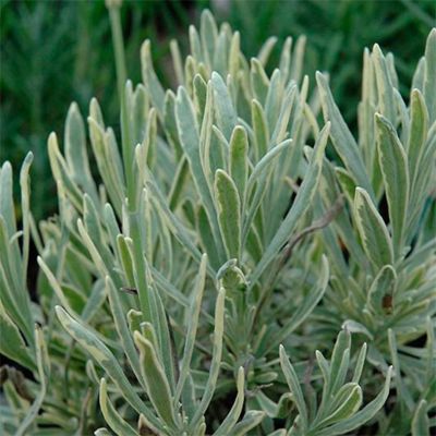 Лаванда узколистная Сильвер Эдж Лаванда узколистная Сильвер Эдж - Dolina-Sad.Ru