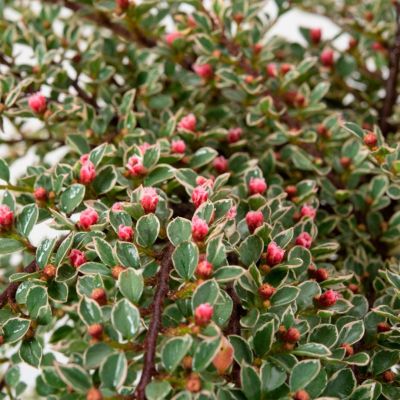 Кизильник пестролистный Вариегатус Кизильник пестролистный Вариегатус - Dolina-Sad.Ru