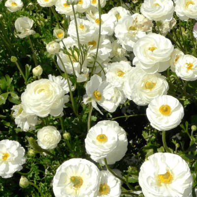 Ранункулюс Вайт фото