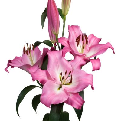 Лилия Брузаго - Dolina-Sad.Ru