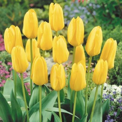 Тюльпан Кандела Тюльпан Кандела - Dolina-Sad.Ru