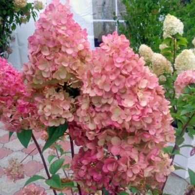 Гортензия метельчатая Фантом, С2 Гортензия метельчатая Фантом, С2 - Dolina-Sad.Ru