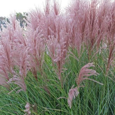 Мискантус китайский Грацилимус , P11 Мискантус китайский Грацилимус , P11 фото