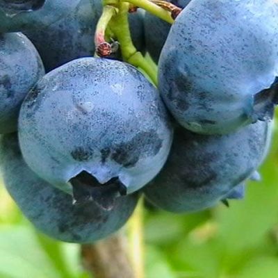 Голубика Блю Кроп (Высокорослая) Голубика Блю Кроп (Высокорослая) фото