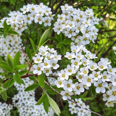 Спирея стелющаяся, С3 Спирея стелющаяся, С3 - Dolina-Sad.Ru