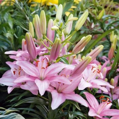 Лилия Силла Лилия Силла фото