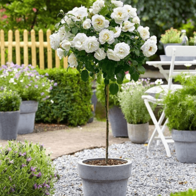 Роза штамбовая KAILANI Роза штамбовая KAILANI фото