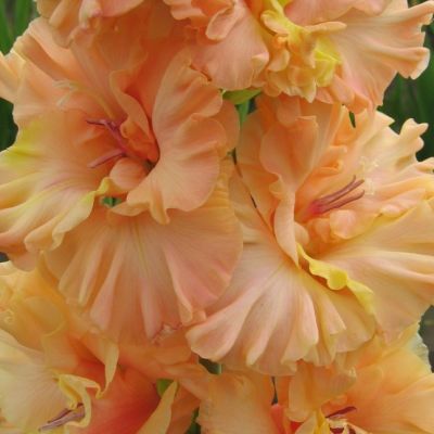 Гладиолус Искушение Гладиолус Искушение - Dolina-Sad.Ru