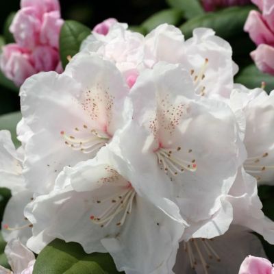 Рододендрон Шнекроне Рододендрон Шнекроне фото