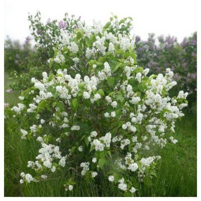 Сирень Мадам Флорен Степман, С3 Сирень Мадам Флорен Степман, С3 - Dolina-Sad.Ru