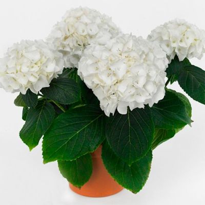 Гортензия крупнолистная Кляйн Винтерберг Гортензия крупнолистная Кляйн Винтерберг - Dolina-Sad.Ru