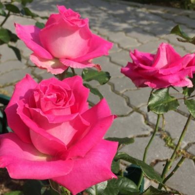 Роза Топаз в горшке Роза Топаз в горшке - Dolina-Sad.Ru