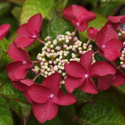 Гортензия крупнолистная Ротшванц фото