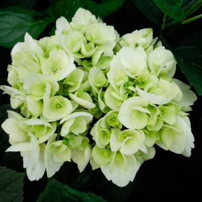 Гортензия крупнолистная Шакира Гортензия крупнолистная Шакира - Dolina-Sad.Ru