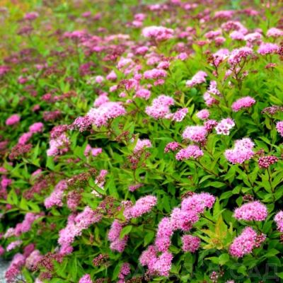 Спирея Оденсала С1,5 Спирея Оденсала С1,5 - Dolina-Sad.Ru