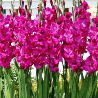 Гладиолус Фиделио Гладиолус Фиделио фото