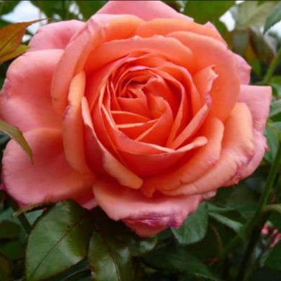 Роза Бермуда Роза Бермуда - Dolina-Sad.Ru