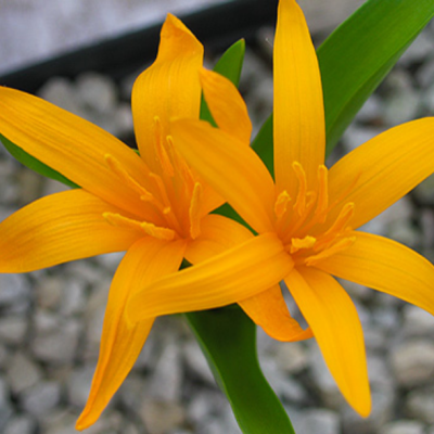 Безвременник Еллоу Безвременник Еллоу - Dolina-Sad.Ru