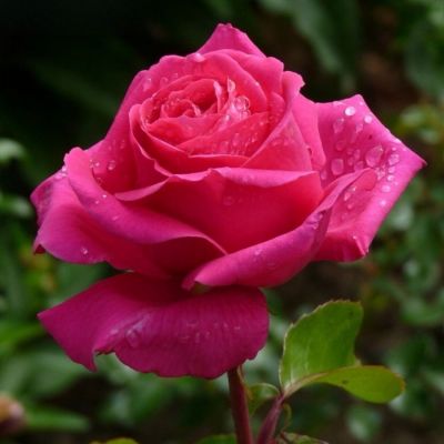 Роза Топаз - Dolina-Sad.Ru