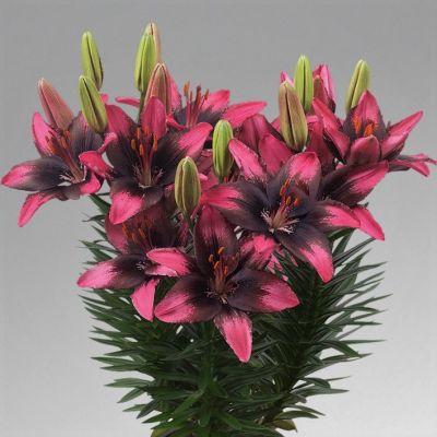 Лилия Пурпл Дрим Лилия Пурпл Дрим - Dolina-Sad.Ru