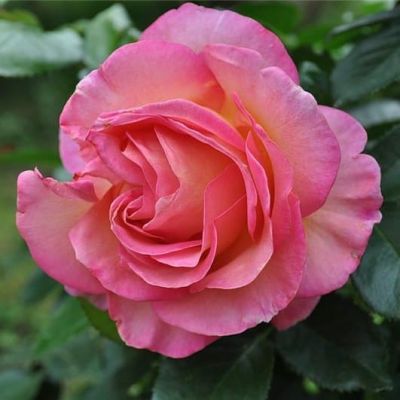 Роза Элл Роза Элл фото