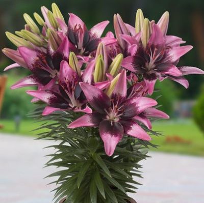 Лилия Тренди Саванна Лилия Тренди Саванна - Dolina-Sad.Ru